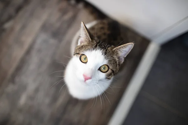 Domestic cat sitting on the floor, view from above — Stock fotografie