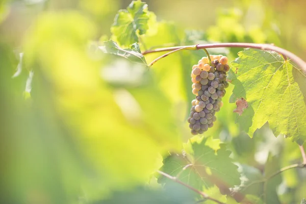 Uvas brancas maduras em vinha. Outono, época da colheita — Fotografia de Stock