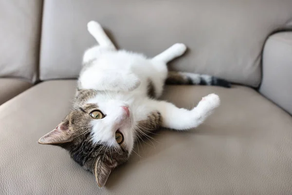 Hauskatze liegt auf Ledercouch — Stockfoto