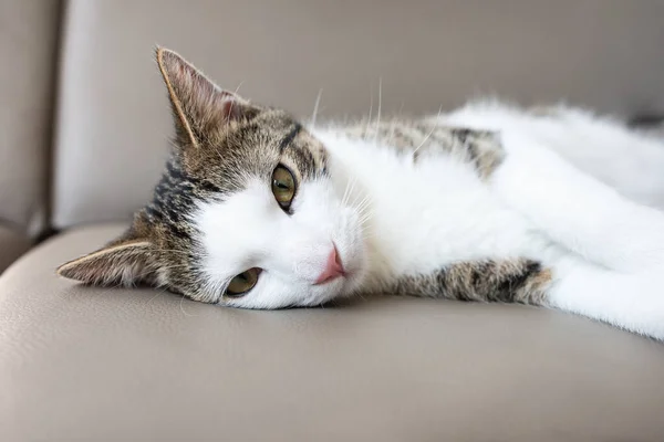 Traurige Hauskatze liegt auf Ledercouch — Stockfoto