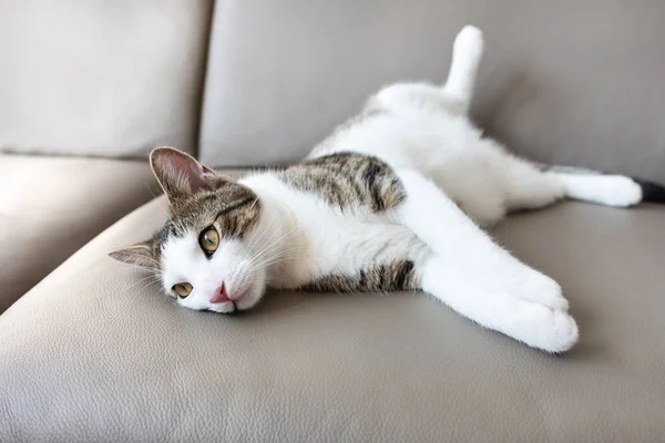 Házi macska feküdt a bőr kanapén — Stock Fotó
