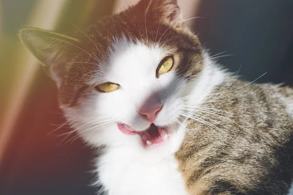 Kövér lusta házi macska nyalogatja az ajkait — Stock Fotó