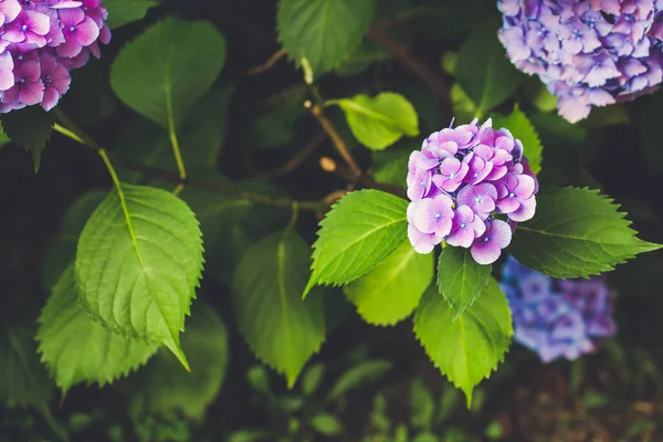 Blooming blue and pink hydrangea or hortensia
