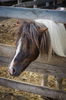 Kahverengi bir at otlaktan dışarı bakıyor.