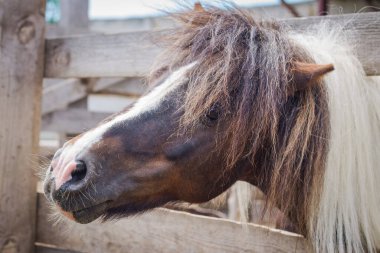 Kahverengi bir at otlaktan dışarı bakıyor.
