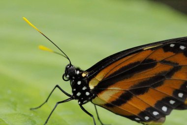 Yaprağın üzerinde kelebek