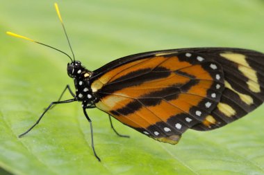 siyah turuncu kelebek