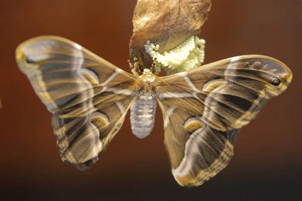 Farfalla con uova — Foto Stock