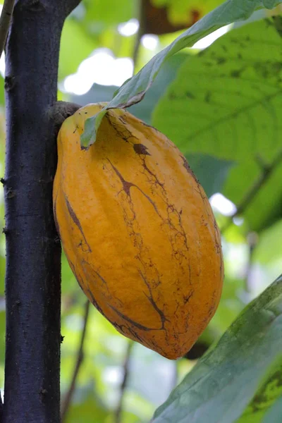 Fruto de cacau em uma árvore — Fotografia de Stock