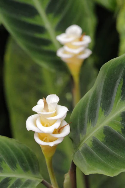 Calathea warscewiczii en la selva tropical Brasil Imagen De Stock
