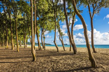 Ironwood trees lining up Waimanalo beach in Oahu Island, Hawaii clipart