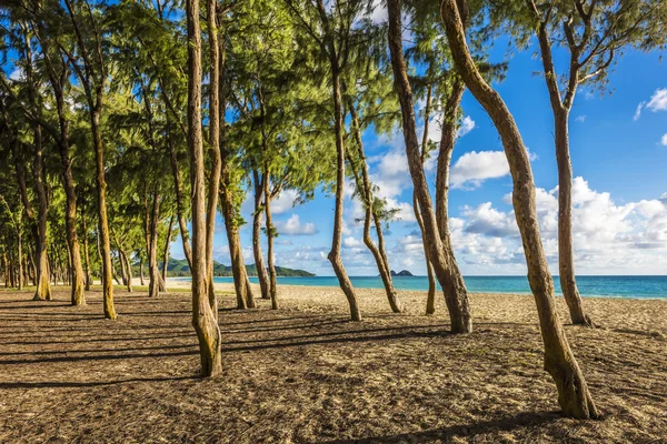 Arbres d'Ironwood alignant la plage de Waimanalo dans l'île d'Oahu, Hawaï — Photo