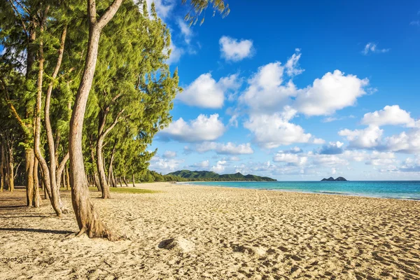 铁木树排队马纳洛在瓦胡岛，夏威夷海滩 — 图库照片