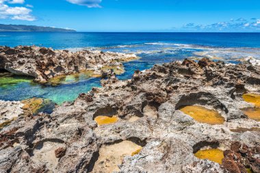 Pupukea köpekbalıkları Koyu'nda Oahu, Hawaii