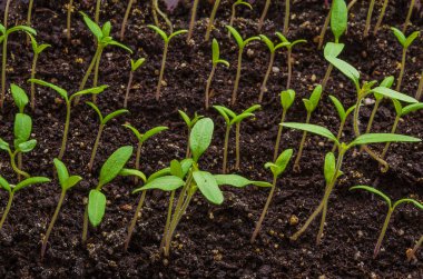 Dikim bahar. Evde kutularında tohumlarından kenarında yetiştirilen domates fidesi.