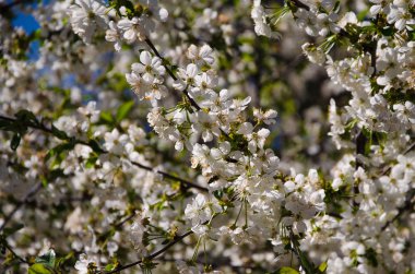 Bahar zamanı, kiraz çiçek.
