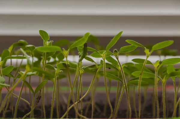 The spring planting. Tomato seedlings, grown from seeds in boxes at home on the windowsill. — Stock Photo, Image