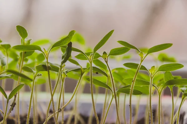 A plantação da primavera. Mudas de tomate, cultivadas a partir de sementes em caixas em casa no peitoril da janela . — Fotografia de Stock