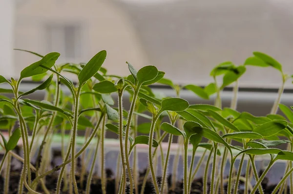 A plantação da primavera. Mudas de tomate, cultivadas a partir de sementes em caixas em casa no peitoril da janela . — Fotografia de Stock