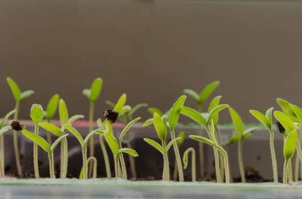A plantação da primavera. Mudas de tomate, cultivadas a partir de sementes em caixas em casa no peitoril da janela . — Fotografia de Stock