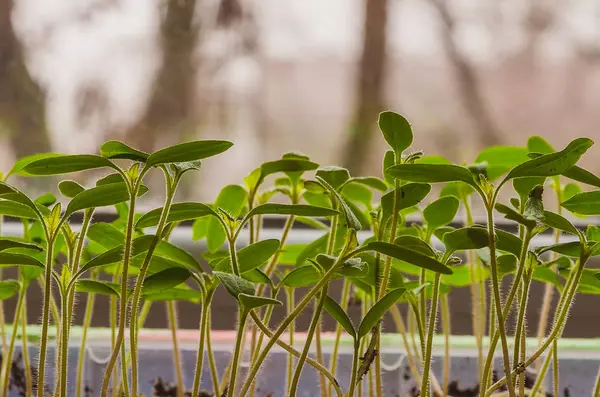 A plantação da primavera. Mudas de tomate, cultivadas a partir de sementes em caixas em casa no peitoril da janela . — Fotografia de Stock