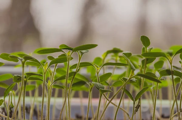 A plantação da primavera. Mudas de tomate, cultivadas a partir de sementes em caixas em casa no peitoril da janela . — Fotografia de Stock