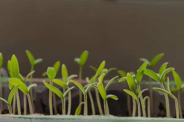 A plantação da primavera. Mudas de tomate, cultivadas a partir de sementes em caixas em casa no peitoril da janela . — Fotografia de Stock