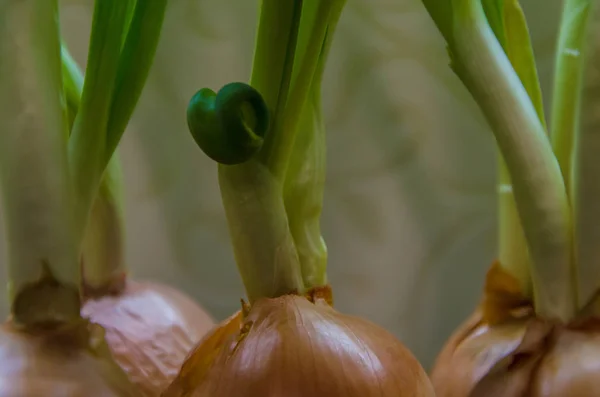 Cebolas de cultivo — Fotografia de Stock