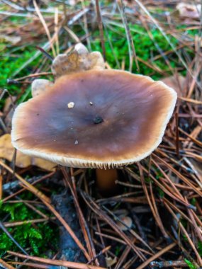 Boletus mantarı yenilebilir mantar var. Pporcini yosun orman üzerinde. Sağlıklı ve çalkala gıda.