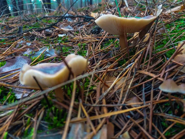 Мирное семейство грибов с тонкими ногами / Кластерная шляпа на зеленом фоне / Mushroom-Mycena inclinata — стоковое фото