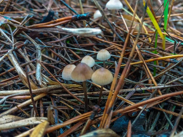 Мирное семейство грибов с тонкими ногами / Кластерная шляпа на зеленом фоне / Mushroom-Mycena inclinata — стоковое фото