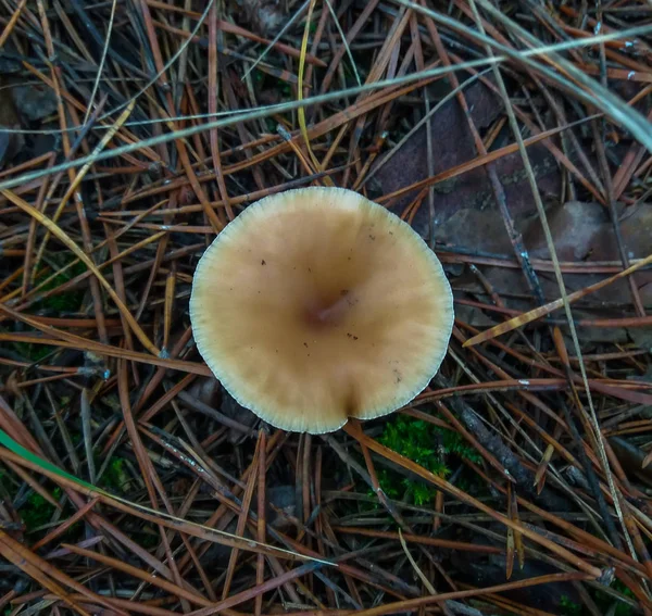 Boletus edulis съедобный гриб. Поросенок в лесу. Здоровое и деликатное питание . — стоковое фото