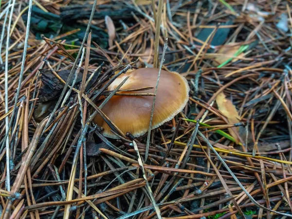 Группа грибов на дереве — стоковое фото