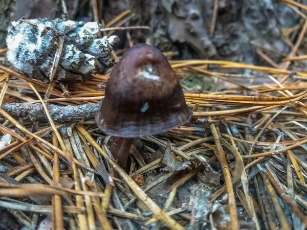 Cogumelo na floresta — Fotografia de Stock