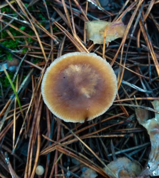 Boletus edulis съедобный гриб. Поросенок в лесу. Здоровое и деликатное питание . — стоковое фото