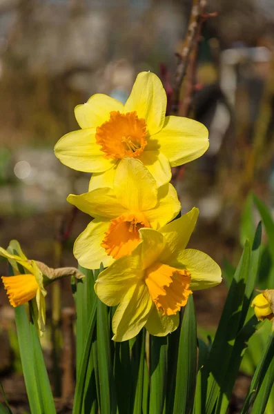 Nergis bulanık arka plan üzerinde