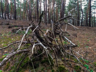 Ahtapot olarak eski güdük ortaya çıkardı, Kuru kökleri taşlarla sarılmış