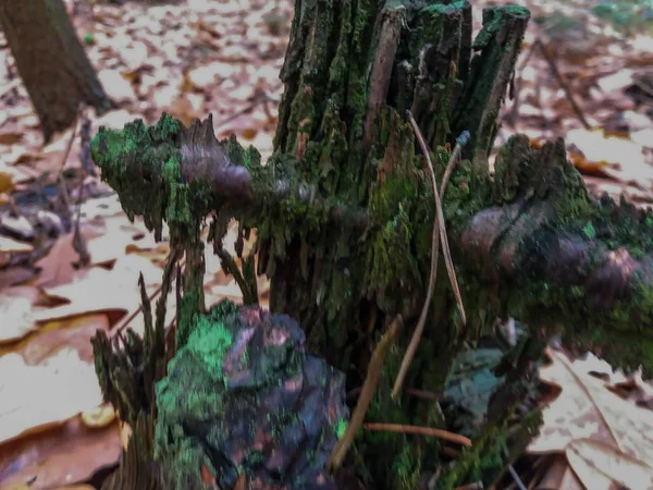 Toco coberto de musgo na floresta de outono — Fotografia de Stock