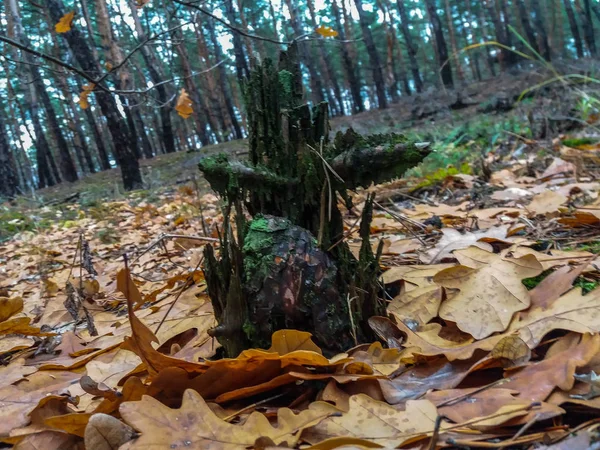 Пень росте з мохом в осінньому лісі — стокове фото