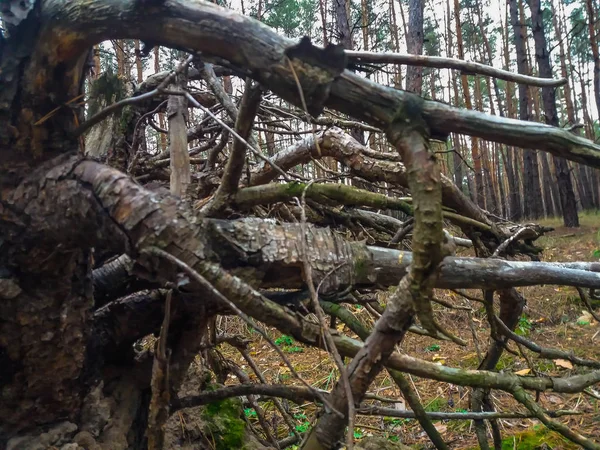 Старий пень, коли відкритий восьминіг, загорнув камені сухими коренями — стокове фото