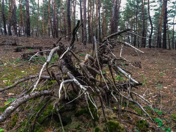 Старий пень, коли відкритий восьминіг, загорнув камені сухими коренями — стокове фото