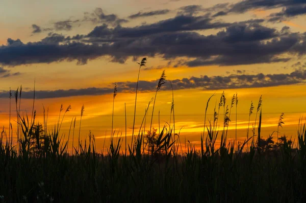 Sazlık içinde sarı günbatımı