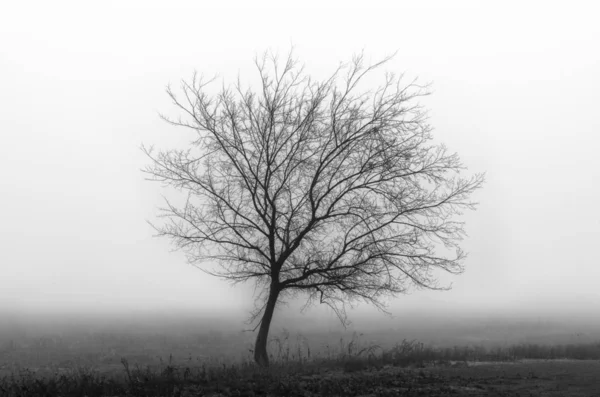 Black and white scenery in the fog — Stock Photo, Image