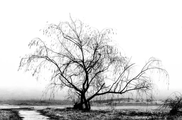 Black and white scenery in the fog — Stock Photo, Image