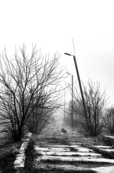 Black and white scenery in the fog — Stock Photo, Image