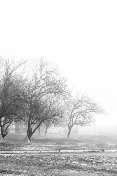 Black and white scenery in the fog — Stock Photo, Image