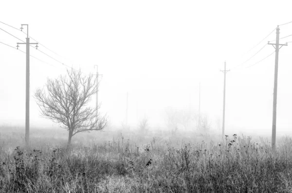 Черно-белый пейзаж в тумане — стоковое фото