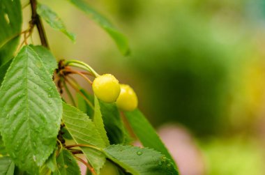 Yağmurlu havada ağaç dalında yeşil kiraz.