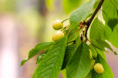 Yağmurlu havada ağaç dalında yeşil kiraz.