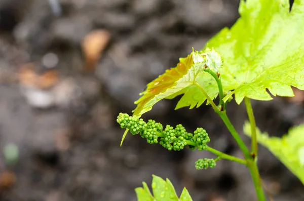 Primeros planos de uva verde joven sobre un fondo borroso . —  Fotos de Stock